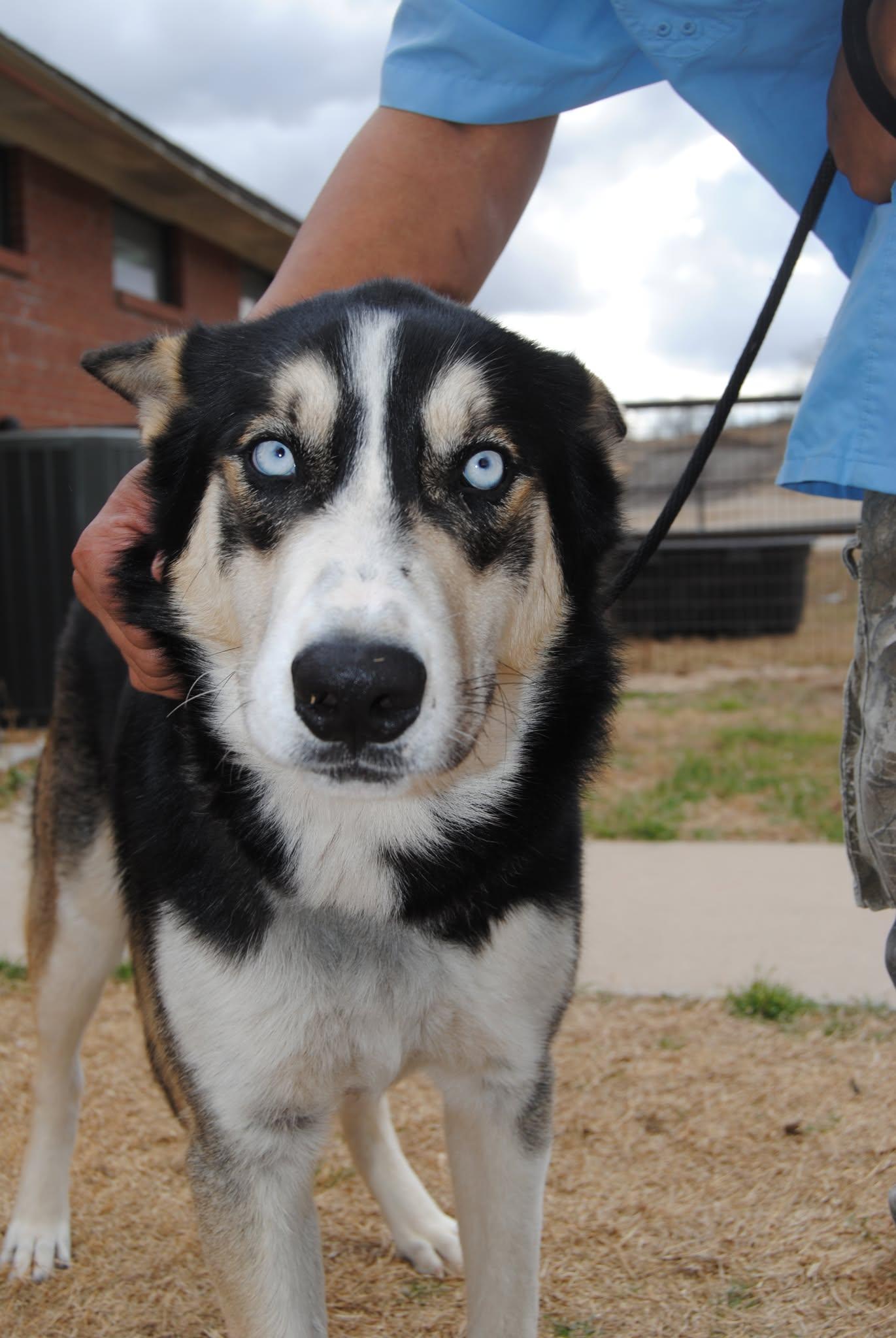 Titan, adopted, Young Male Husky.