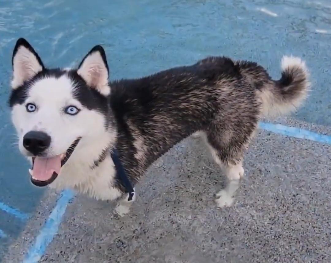 Enlarge Everest, a Adopted mixed breed in North Fort Myers, FL image 2/3