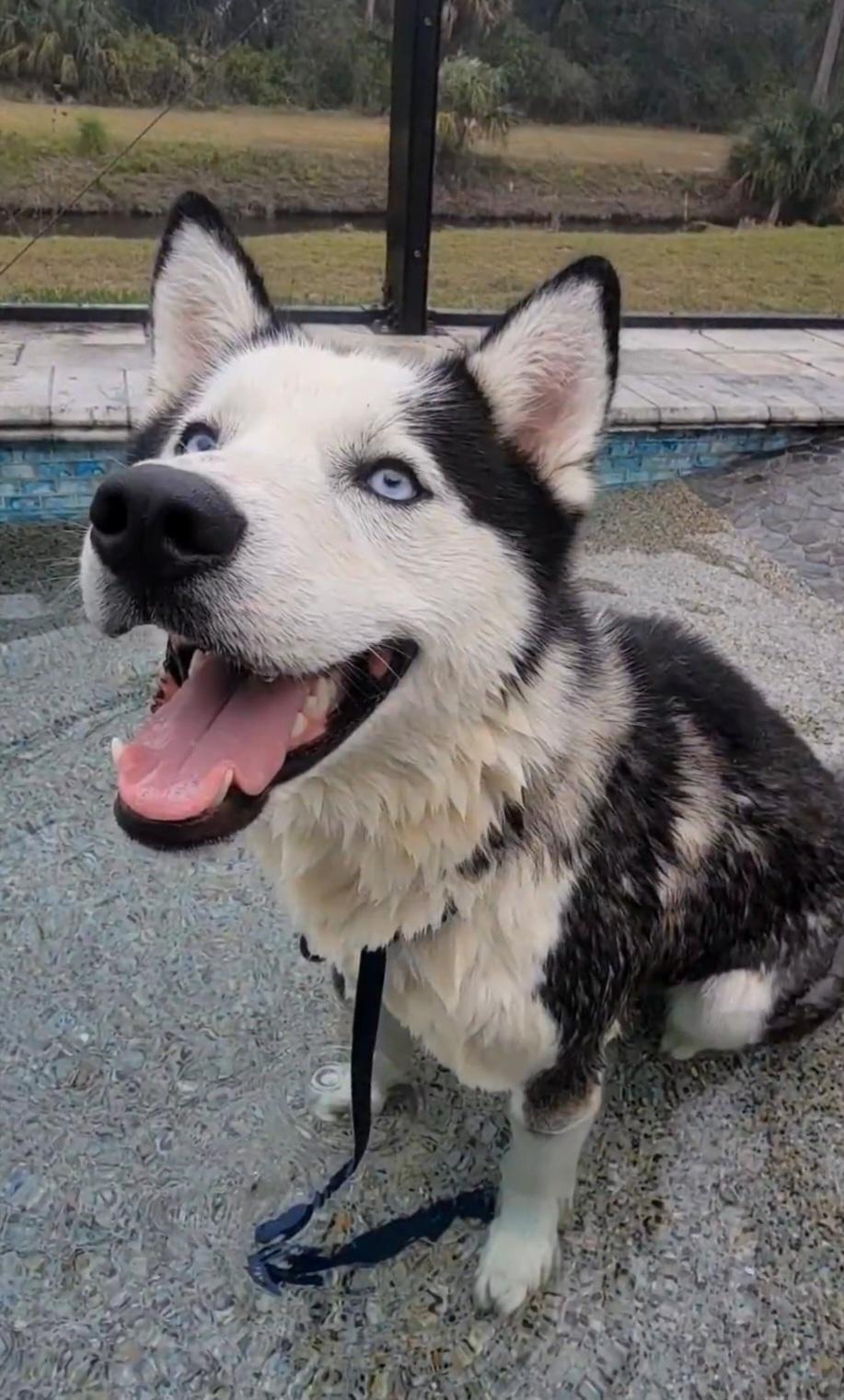 Enlarge Everest, a Adopted mixed breed in North Fort Myers, FL image 3/3
