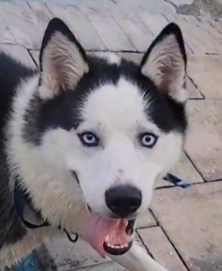 Everest, Adopted, Young Male Husky & Siberian Husky.