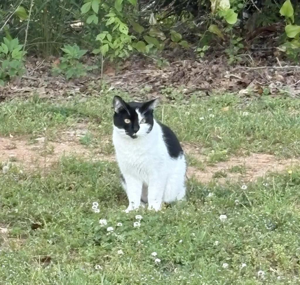 Sandwich, Adoptable, Young Male Domestic Short Hair.