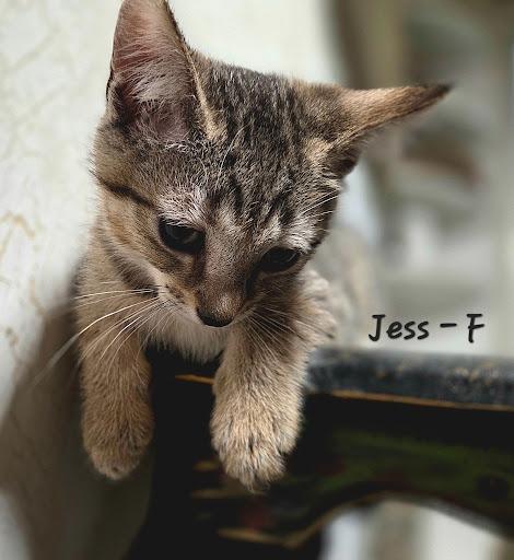 Enlarge Jess, a Adoptable mixed breed in Lunenburg, MA image 1/1