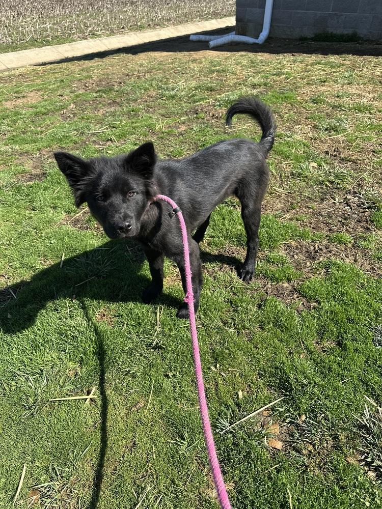 Enlarge Shadows, a Adopted mixed breed in Evansville, IN image 1/4