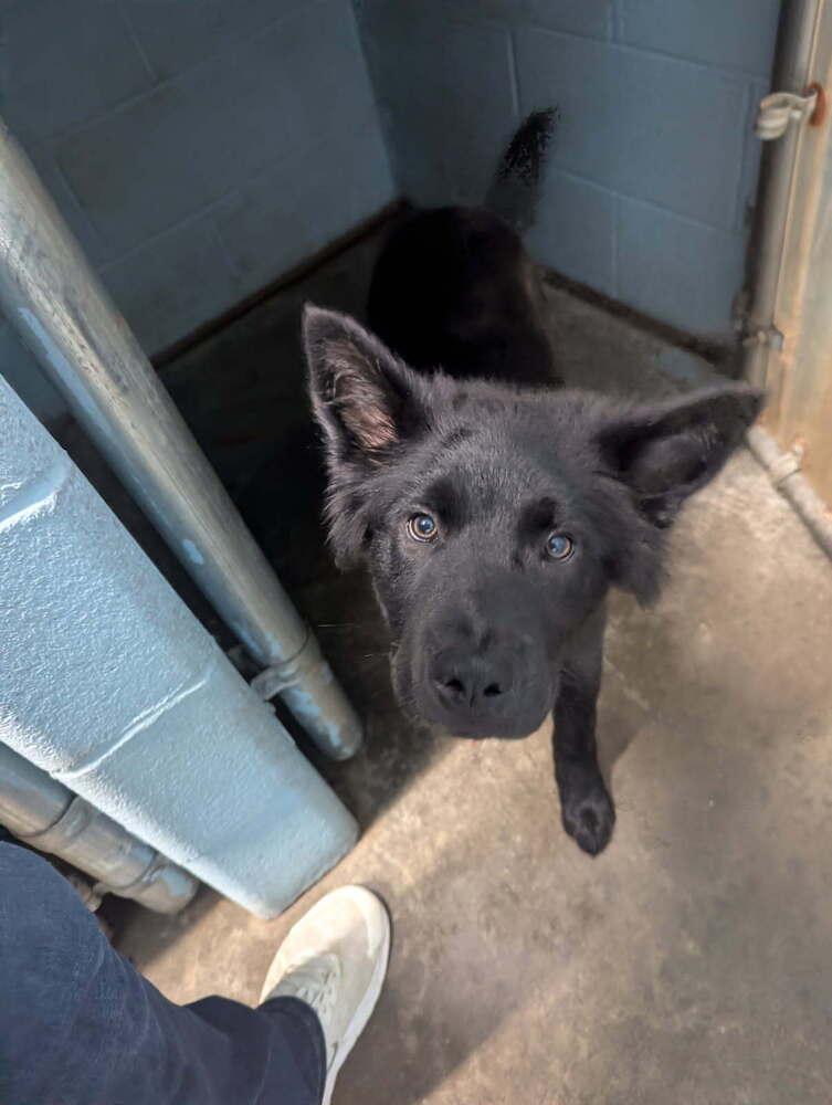 Enlarge Shadows, a Adopted mixed breed in Evansville, IN image 2/4