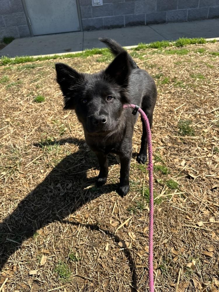 Enlarge Shadows, a Adopted mixed breed in Evansville, IN image 3/4