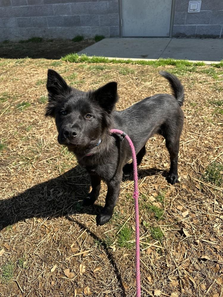 Enlarge Shadows, a Adopted mixed breed in Evansville, IN image 4/4