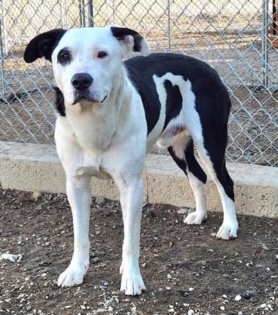 Enlarge Petey, a ADOPTABLE mixed breed in Butte, MT image 1/1