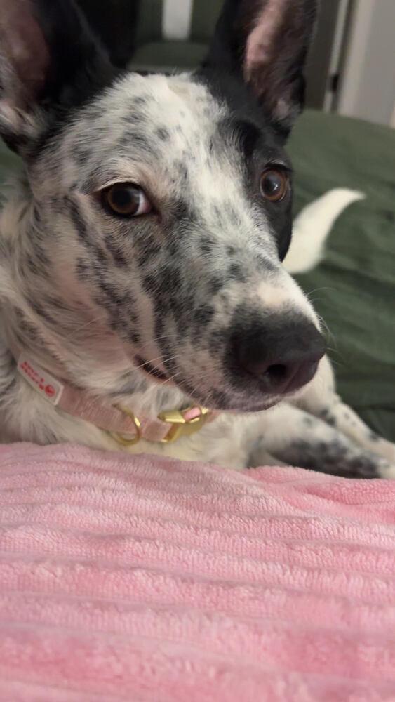 Heidi, Adoptable, Young Female Australian Cattle Dog / Blue Heeler & Mixed Breed.