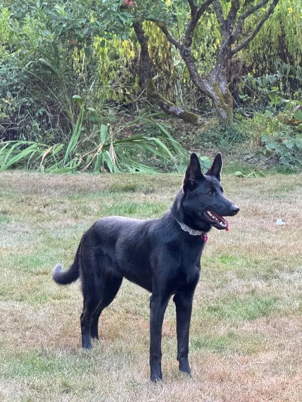 Isla, Adoptable, Adult Female German Shepherd Dog & Belgian Shepherd / Malinois.