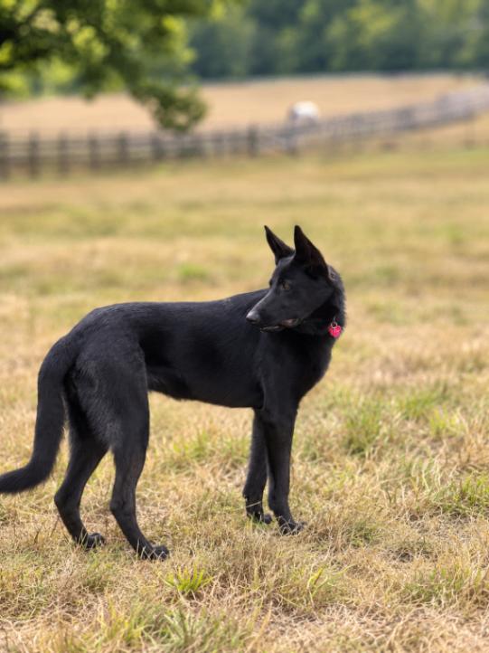 Enlarge Isla, a Adoptable mixed breed in Seattle, WA image 2/6