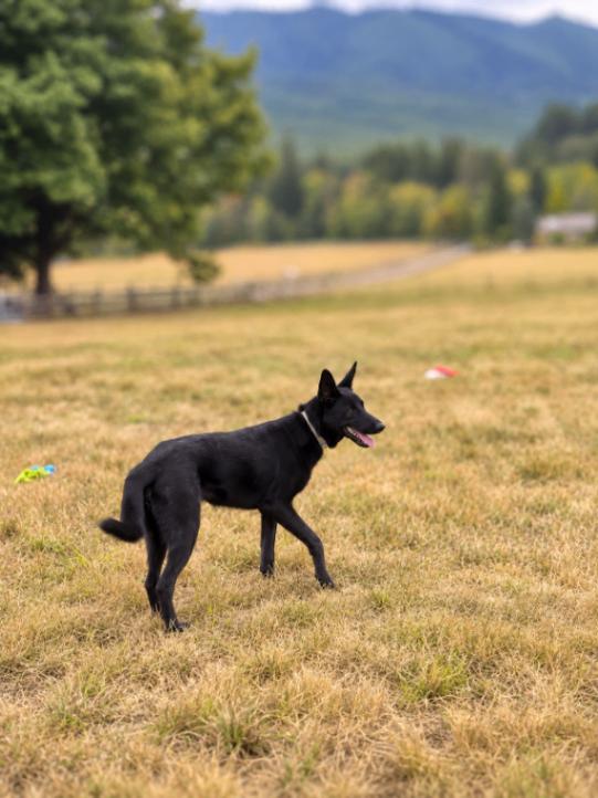 Enlarge Isla, a Adoptable mixed breed in Seattle, WA image 3/6
