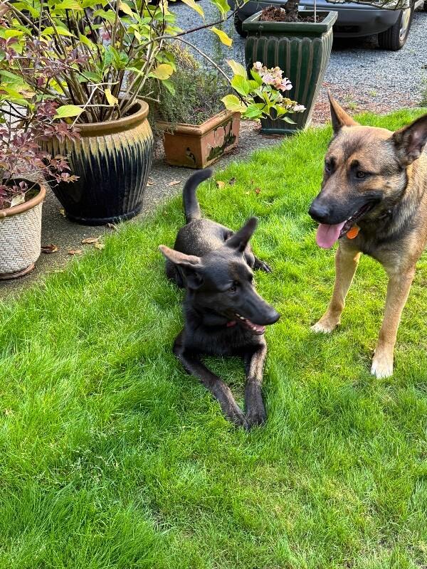 Enlarge Isla, a Adoptable mixed breed in Seattle, WA image 4/6