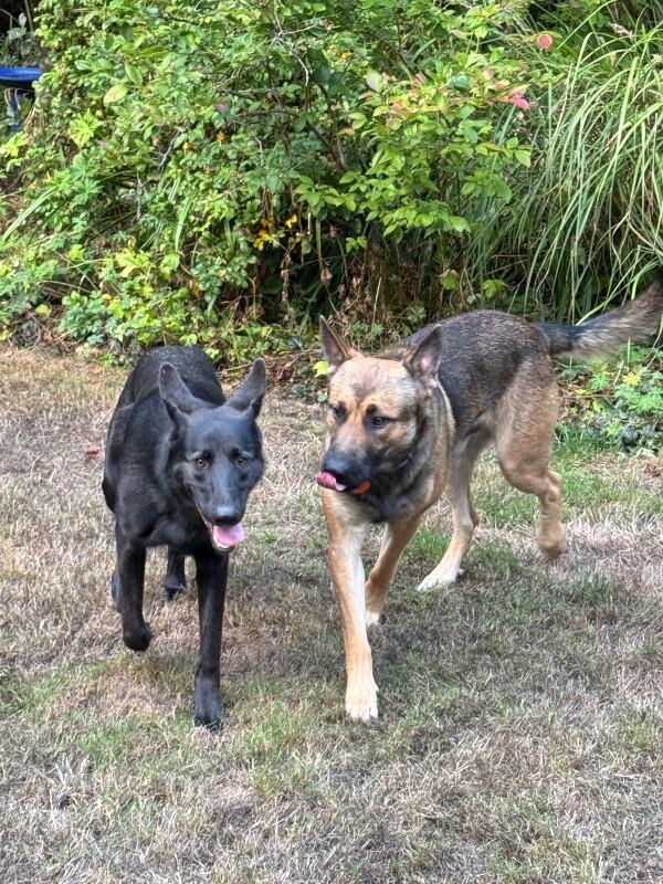 Enlarge Isla, a Adoptable mixed breed in Seattle, WA image 5/6