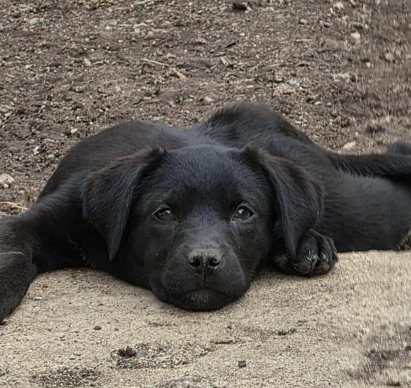 Enlarge Sugarplum, a Adoptable mixed breed in Elgin, IL image 1/3