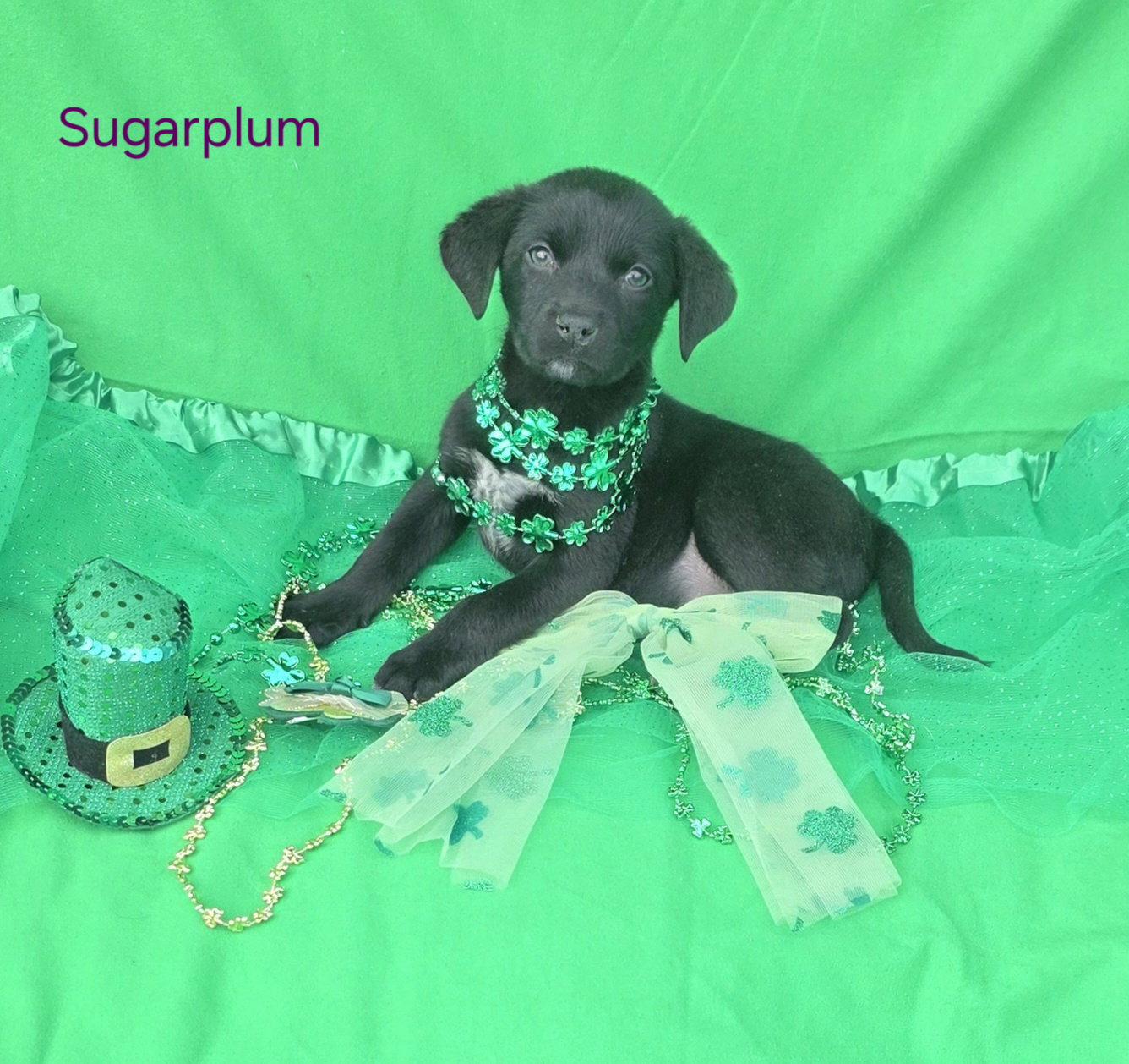 Enlarge Sugarplum, a Adoptable mixed breed in Elgin, IL image 1/3