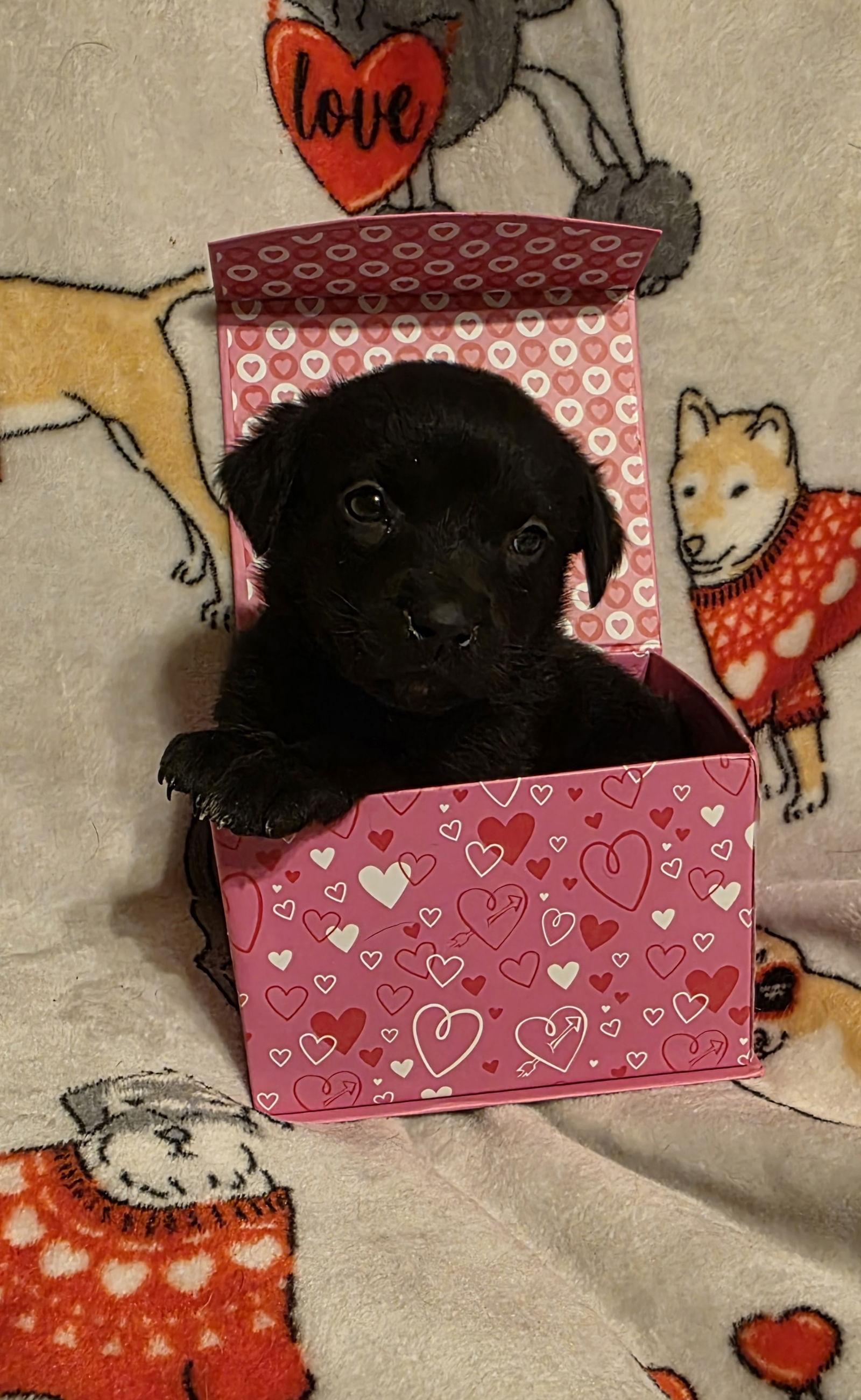 Sugarplum, Adoptable, Puppy Female Labrador Retriever & Terrier.