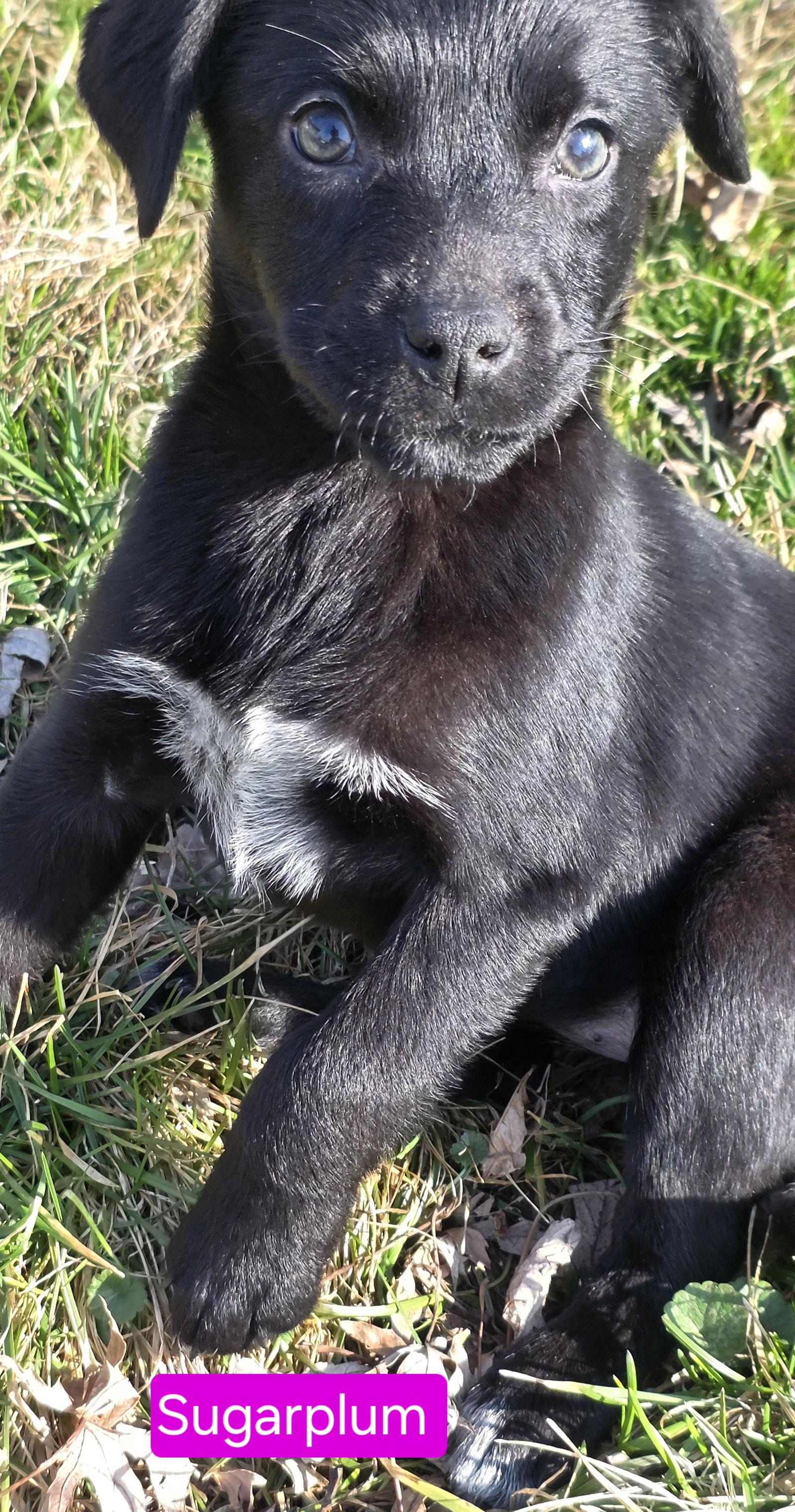 Enlarge Sugarplum, a Adoptable mixed breed in Elgin, IL image 2/3