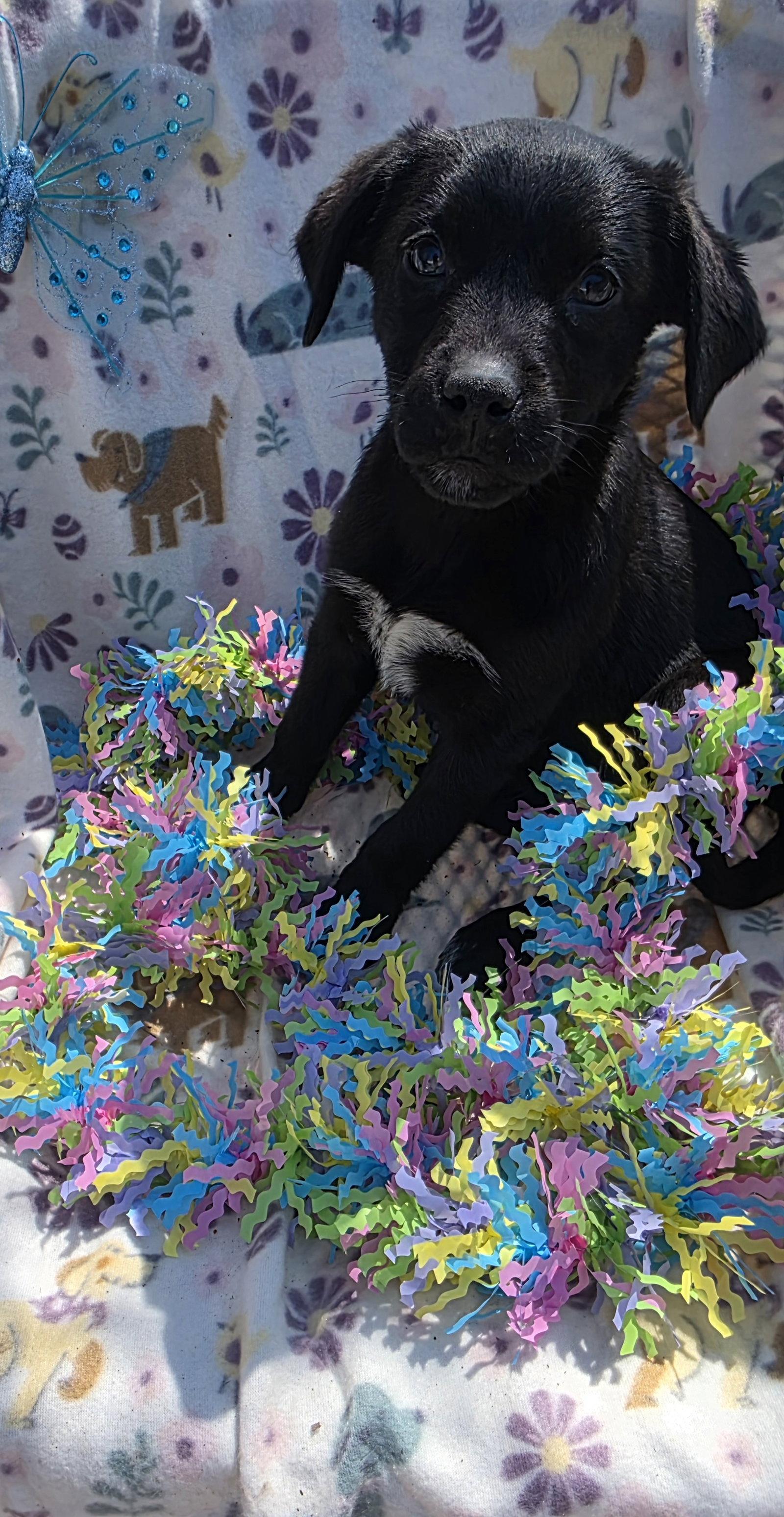 Enlarge Sugarplum, a Adoptable mixed breed in Elgin, IL image 3/3