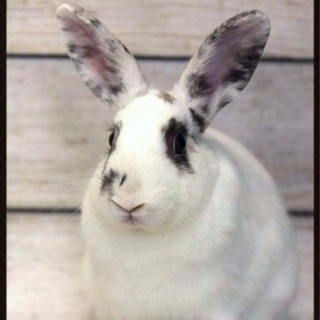 Enlarge Pippa (bonded to Bowie), a Adoptable mixed breed in San Diego, CA image 1/6