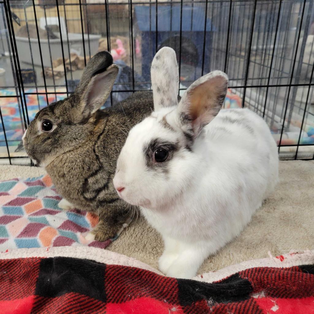 Enlarge Pippa (bonded to Bowie), a Adoptable mixed breed in San Diego, CA image 2/6