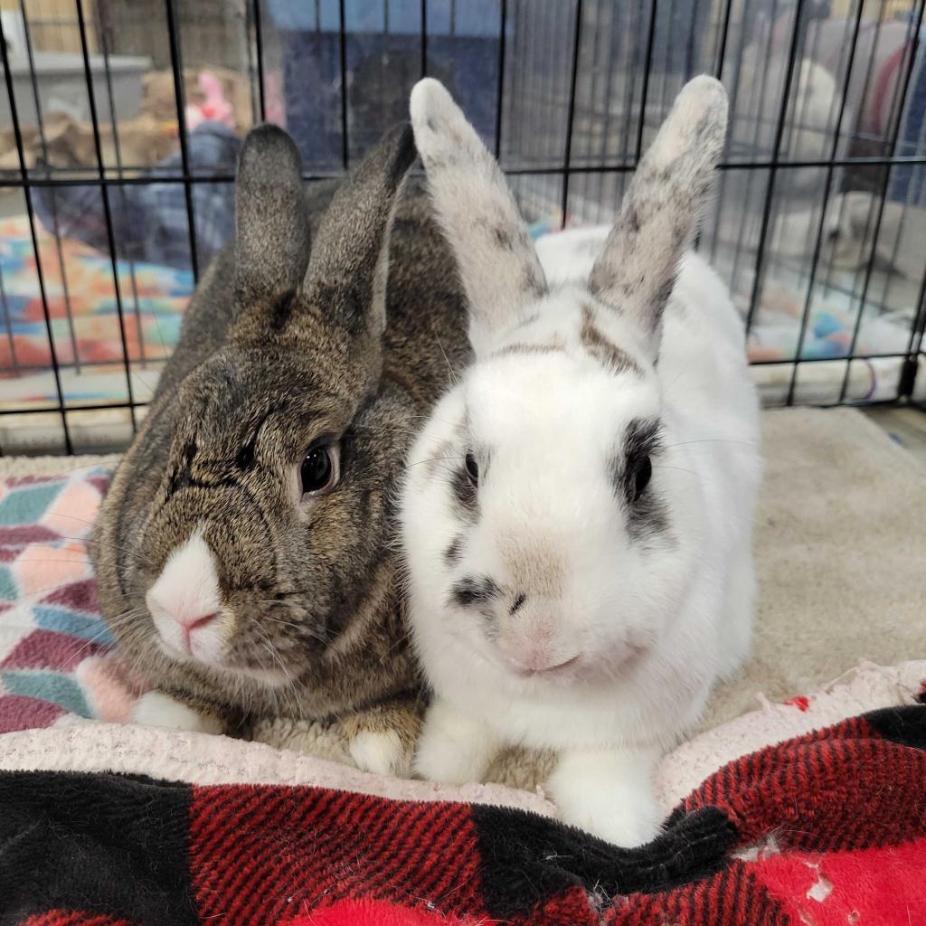 Enlarge Pippa (bonded to Bowie), a Adoptable mixed breed in San Diego, CA image 3/6