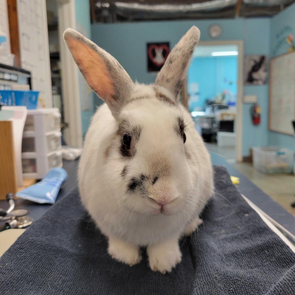 Enlarge Pippa (bonded to Bowie), a Adoptable mixed breed in San Diego, CA image 4/6