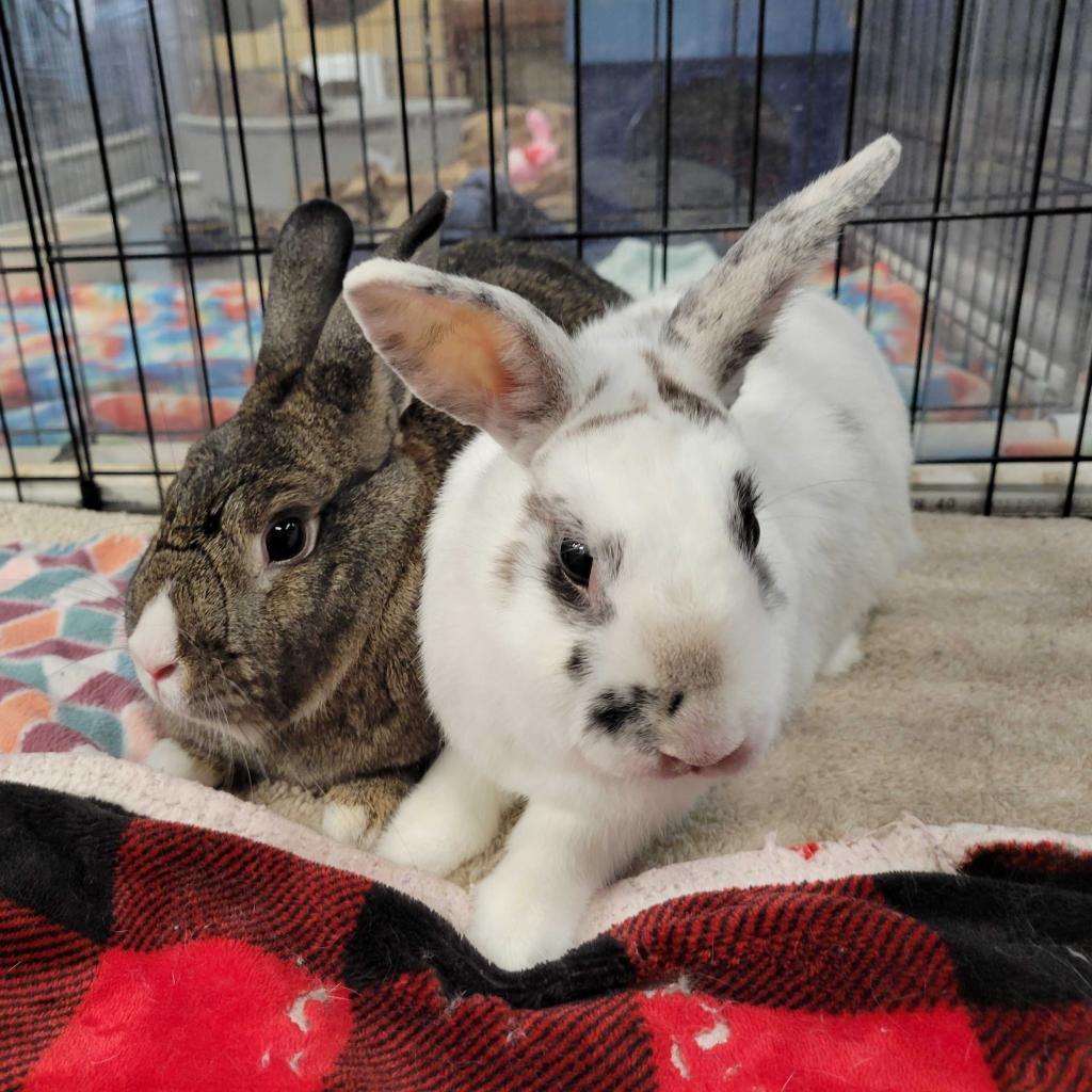 Enlarge Pippa (bonded to Bowie), a Adoptable mixed breed in San Diego, CA image 5/6