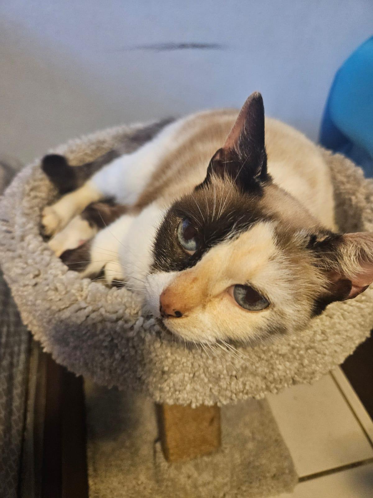 Enlarge Frozen, an adoptable Domestic Short Hair in Franklin, MA image 4/6