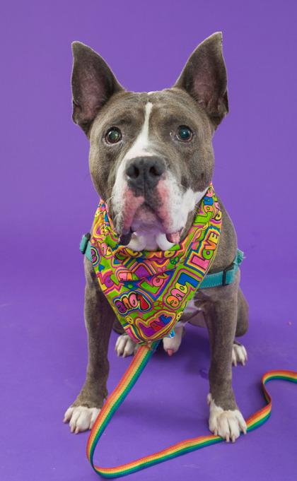 Enlarge Piccolo, a Adoptable Mixed Breed in Cincinnati, OH image 1/3