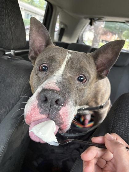 Enlarge Piccolo, a Adoptable Mixed Breed in Cincinnati, OH image 2/3