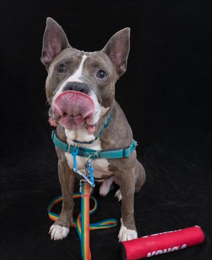 Enlarge Piccolo, a Adoptable Mixed Breed in Cincinnati, OH image 3/3