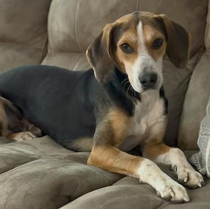Cosmo, ADOPTABLE, Young Male Beagle & Hound.