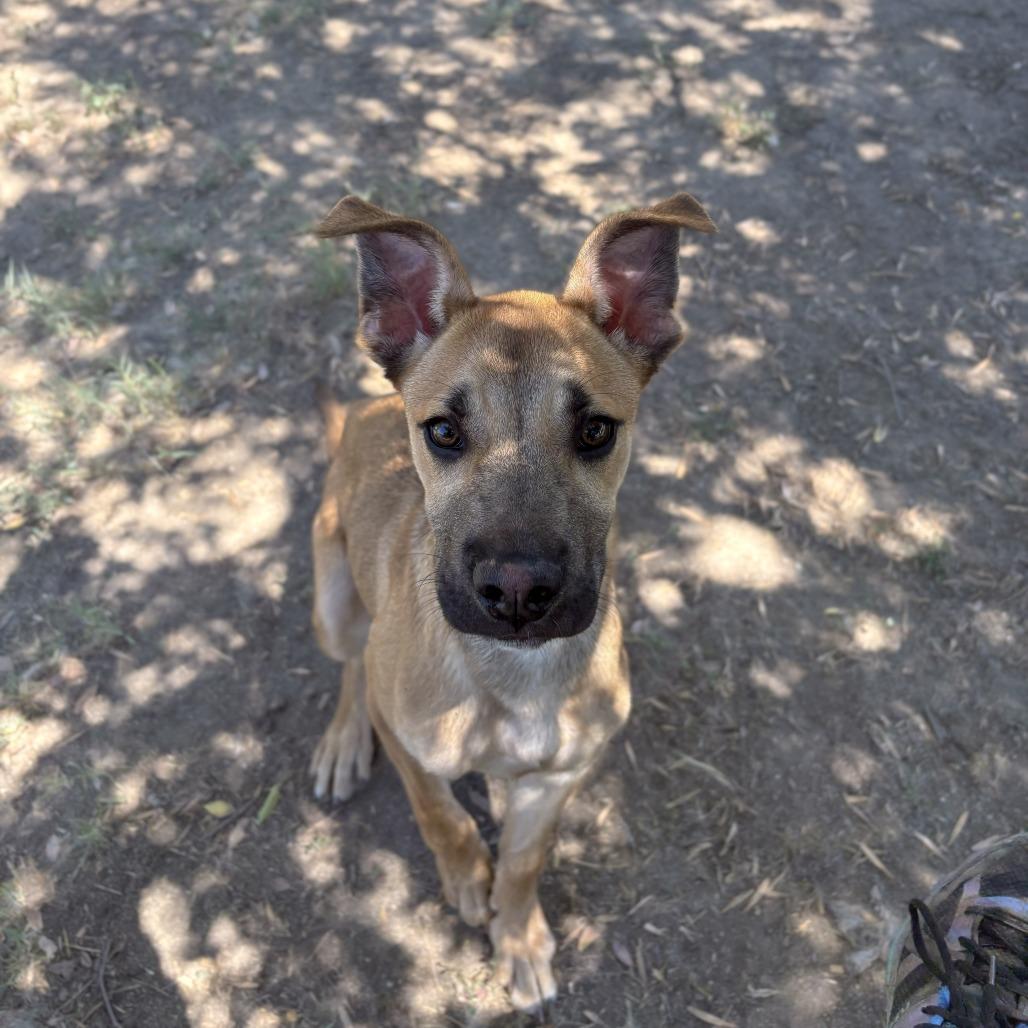 Clyde, Adoptable, Adult Male Boxer & German Shepherd Dog.