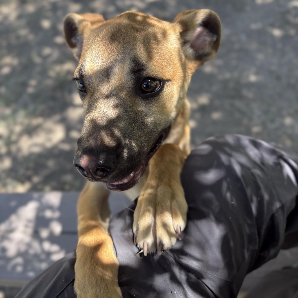 Enlarge Clyde, a Adoptable mixed breed in San Jacinto, CA image 2/6