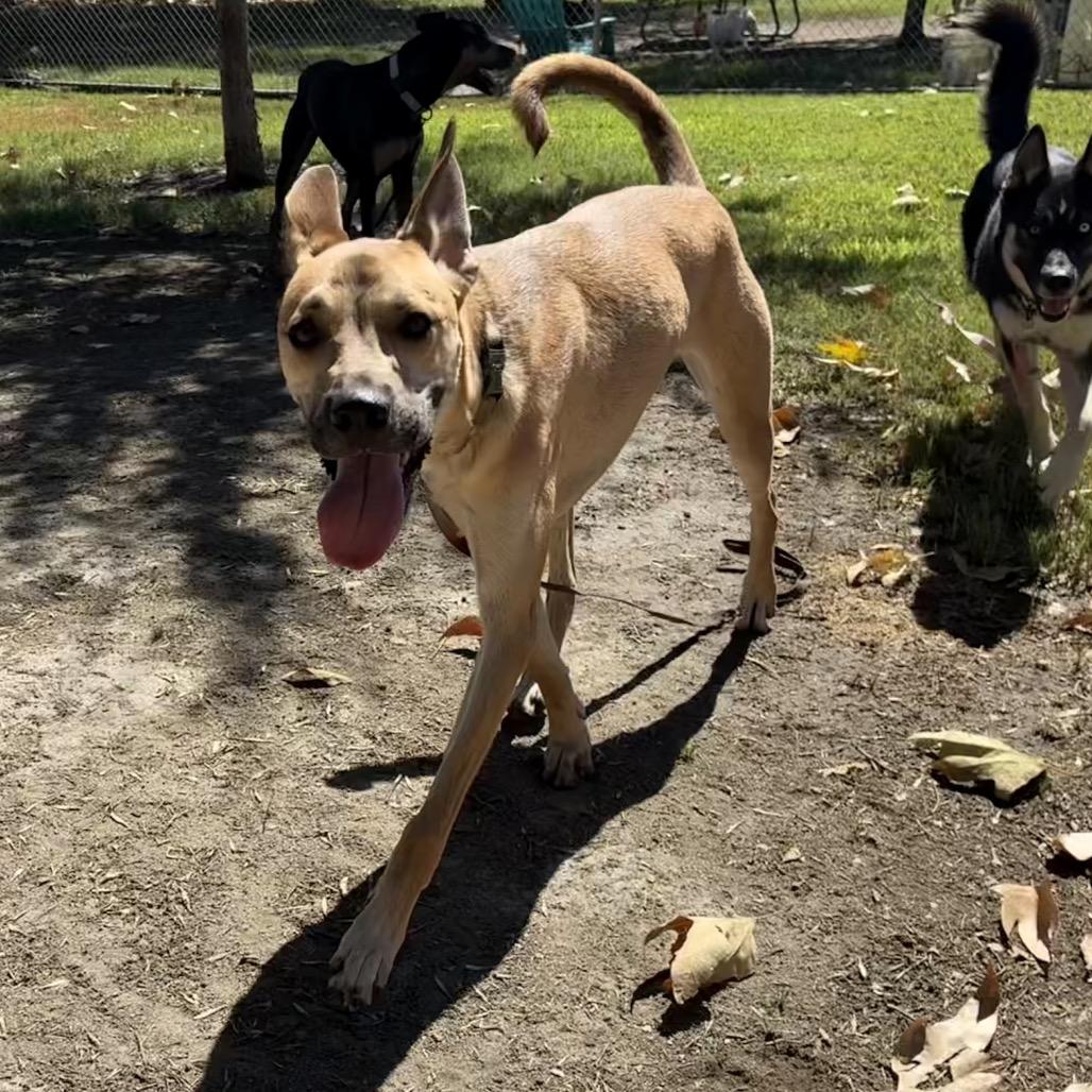 Enlarge Clyde, a Adoptable mixed breed in San Jacinto, CA image 3/6