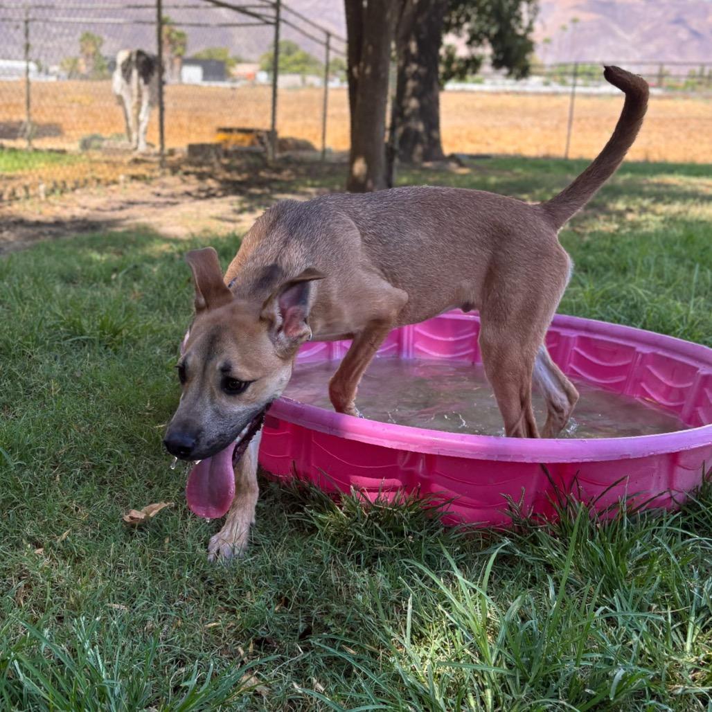 Enlarge Clyde, a Adoptable mixed breed in San Jacinto, CA image 4/6