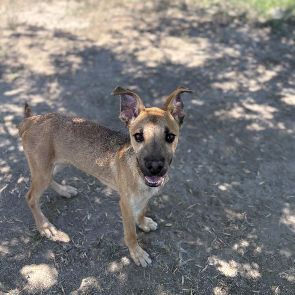 Enlarge Clyde, a Adoptable mixed breed in San Jacinto, CA image 5/6