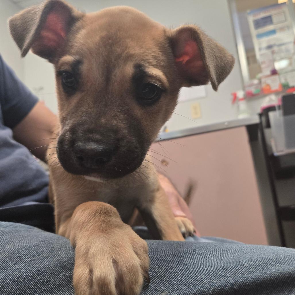 Enlarge Clyde, a Adoptable mixed breed in San Jacinto, CA image 6/6