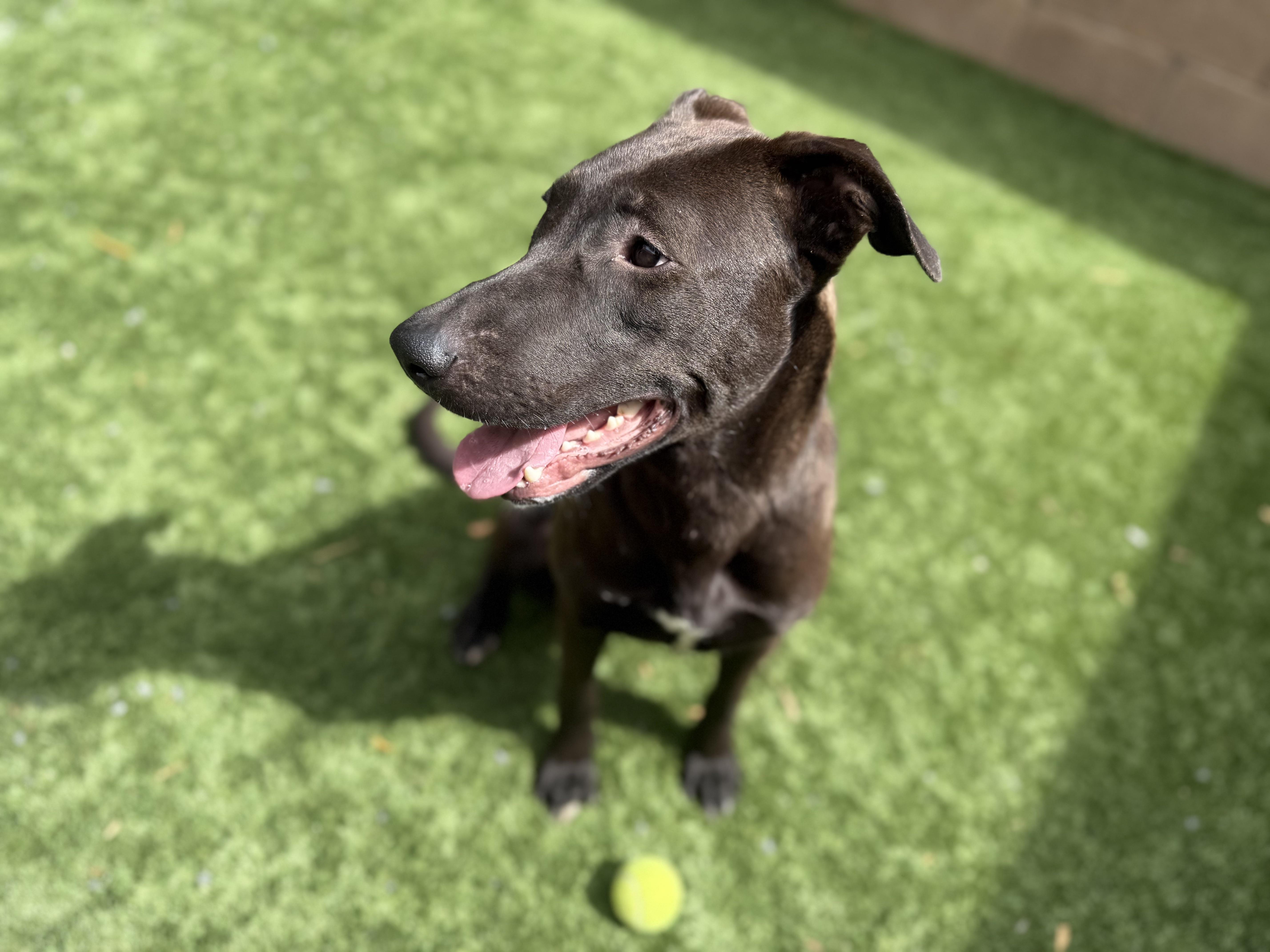 Adopt me! I'm lovable Bindy!