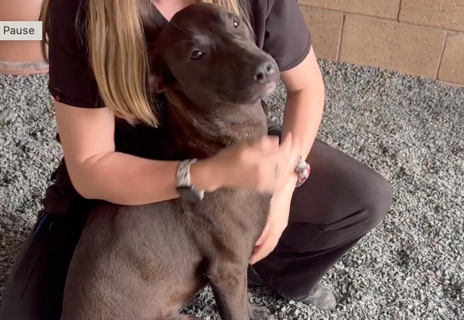 Adopt me! I'm lovable Bindy!