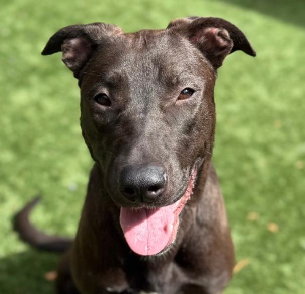 Adopt me! I'm lovable Bindy!