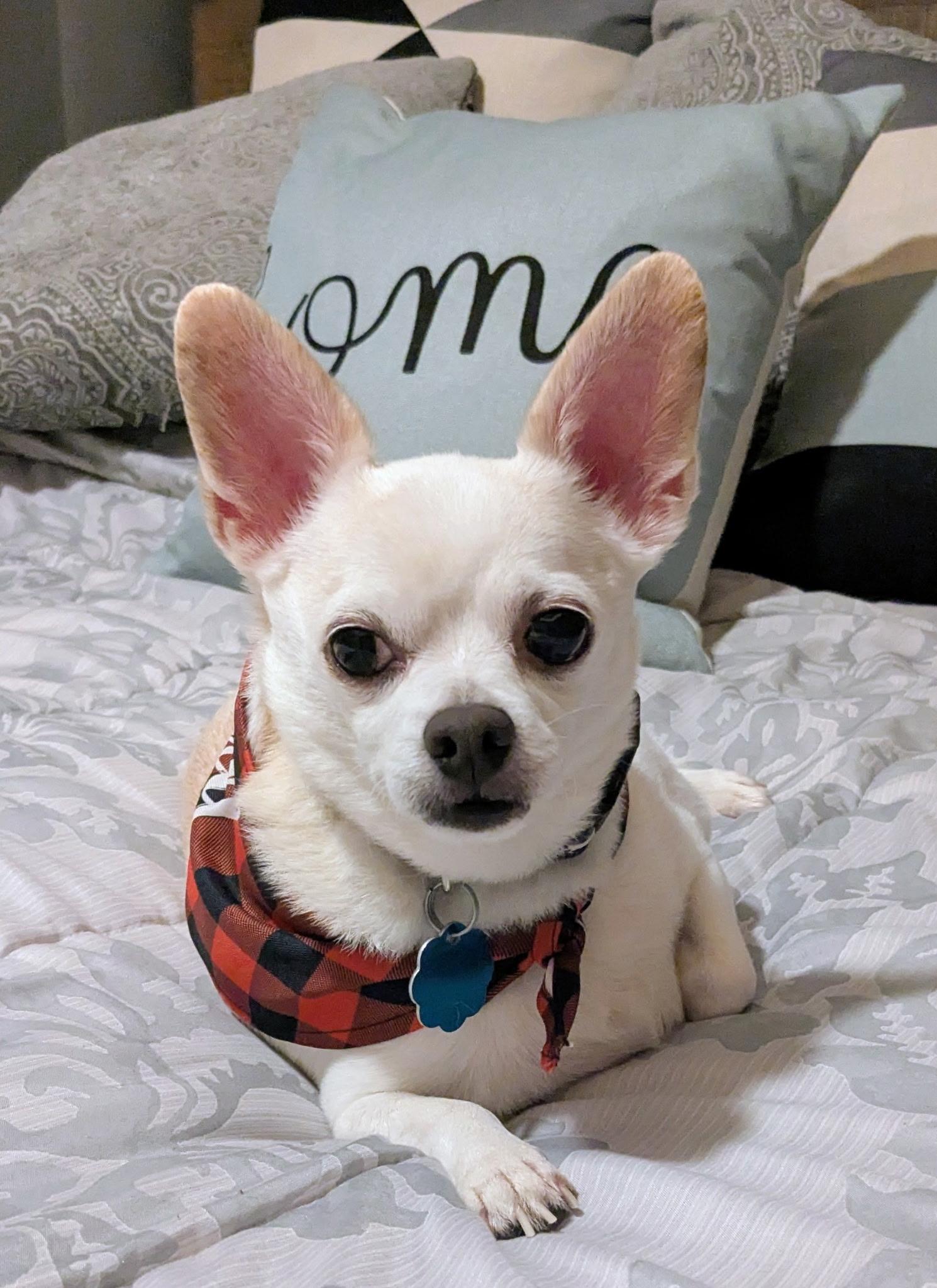 gage, Adoptable, Senior Male Chihuahua.