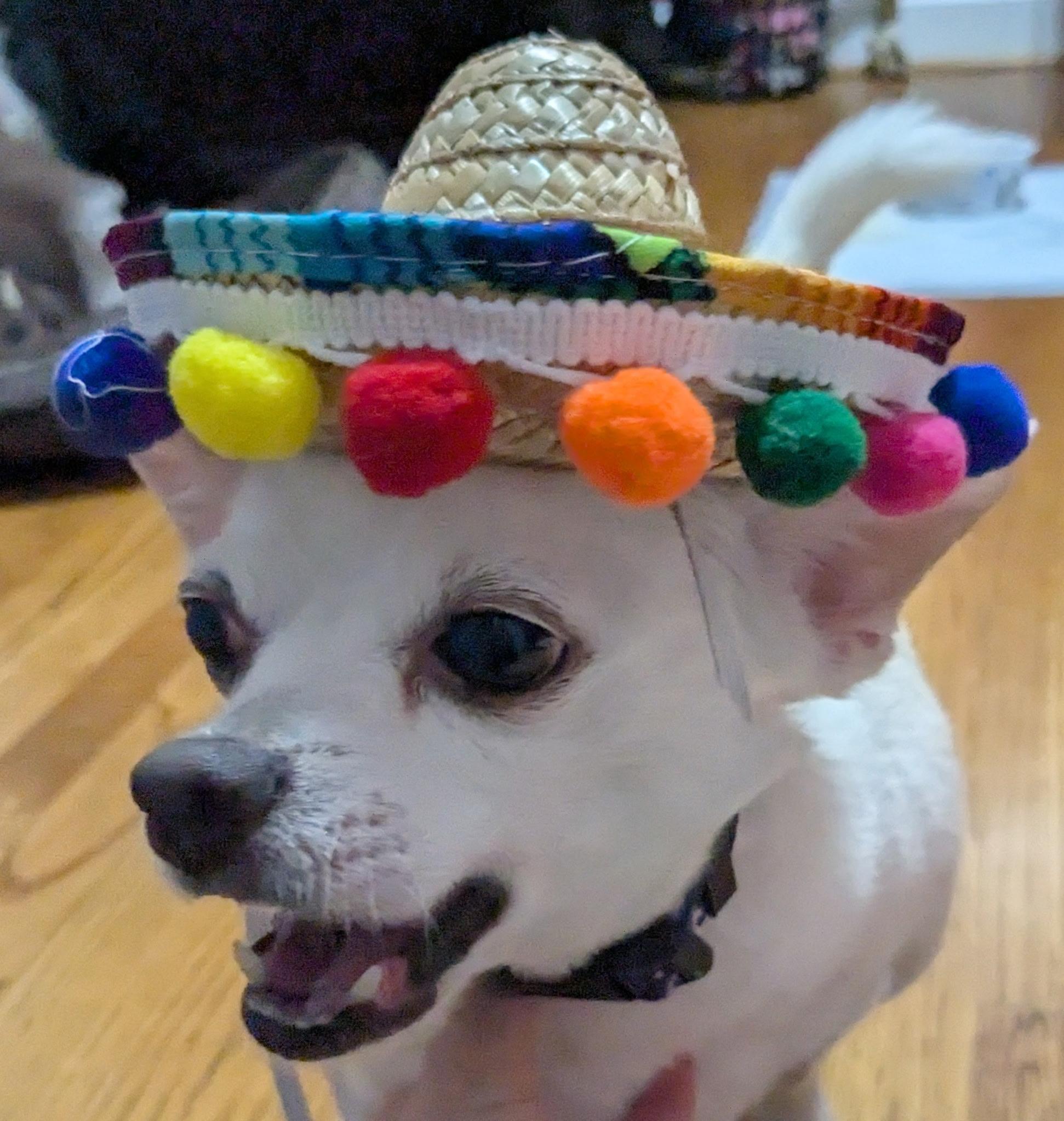 gage, Adoptable, Senior Female Chihuahua.