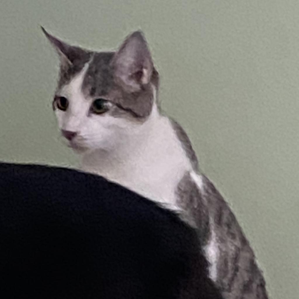 Enlarge Skipper, a Adoptable Domestic Short Hair in Foley, AL image 1/6