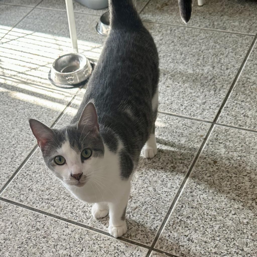 Enlarge Skipper, a Adoptable Domestic Short Hair in Foley, AL image 2/6