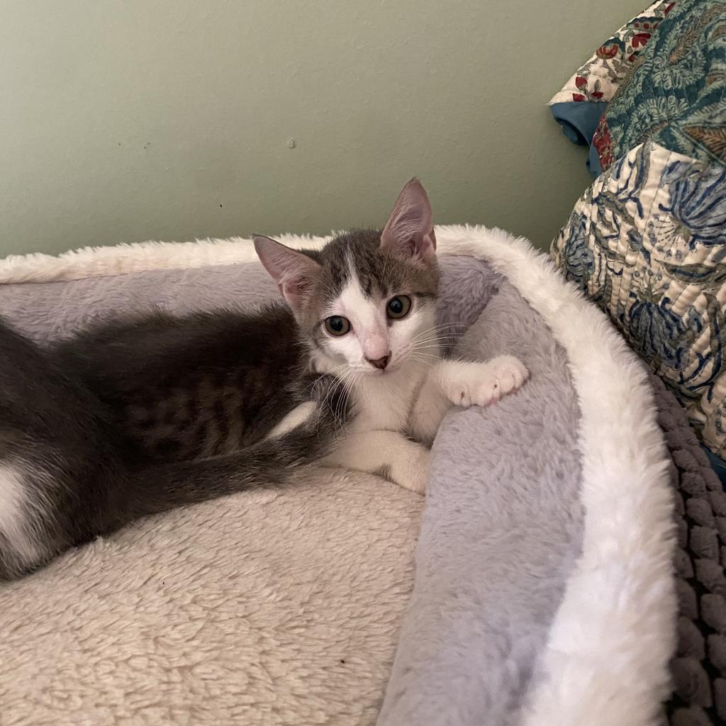 Enlarge Skipper, a Adoptable Domestic Short Hair in Foley, AL image 3/6