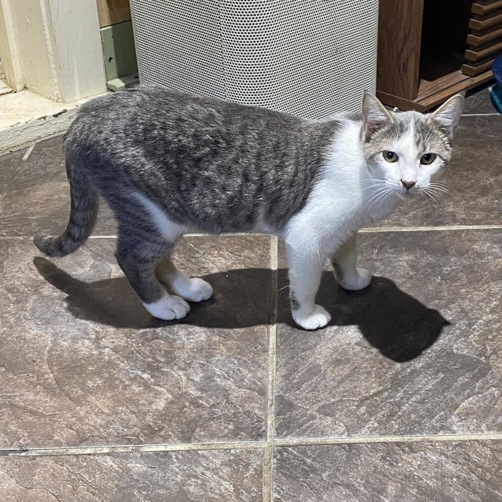 Enlarge Skipper, a Adoptable Domestic Short Hair in Foley, AL image 4/6