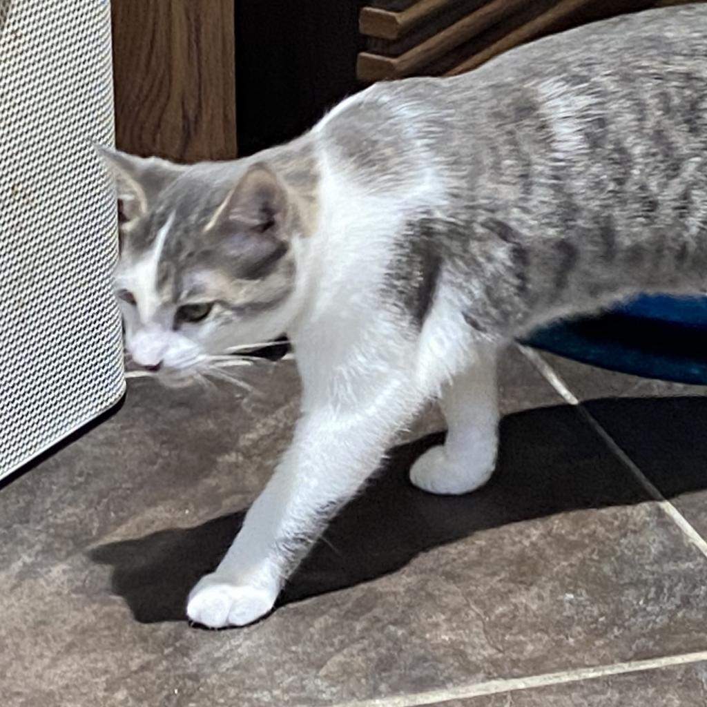 Enlarge Skipper, a Adoptable Domestic Short Hair in Foley, AL image 6/6