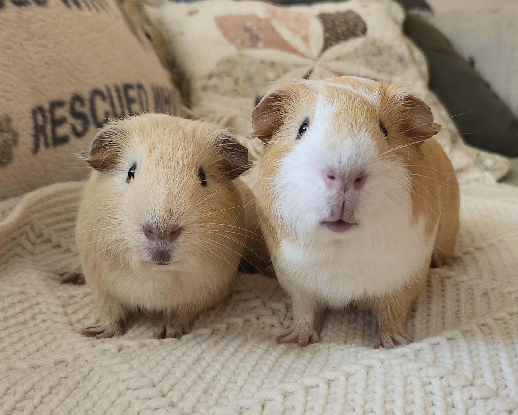 Colonel Mustard & Captain Crunch, ADOPTABLE, Young Male Guinea Pig.
