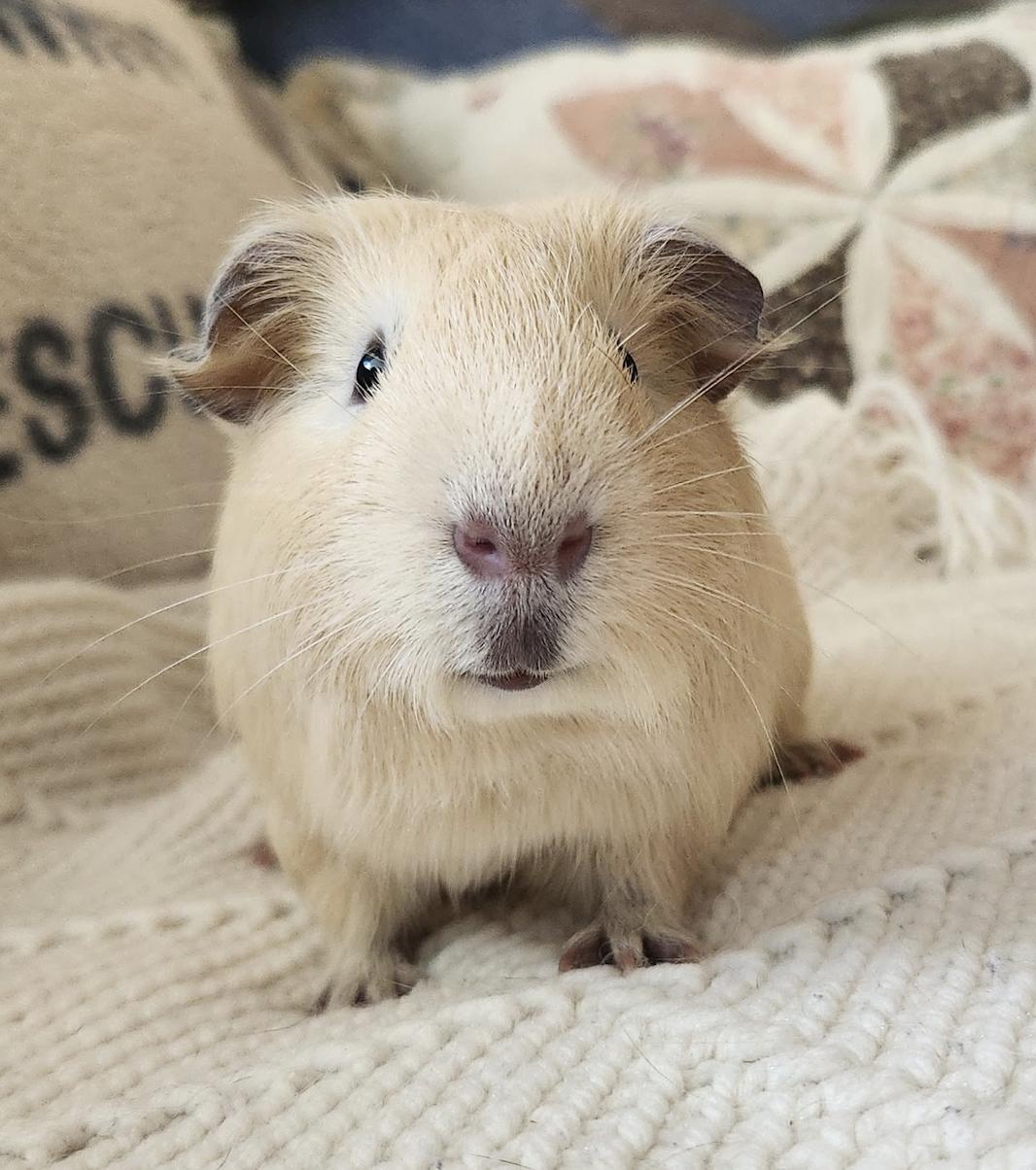 Colonel Mustard & Captain Crunch, a ADOPTABLE Guinea Pig in Minneapolis, MN image 3/4